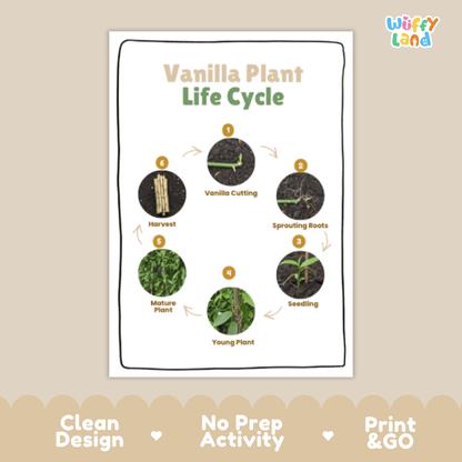 Vanilla Plant Lifecycle Poster and Cut and Paste Activity Worksheets | Plant Science Printables