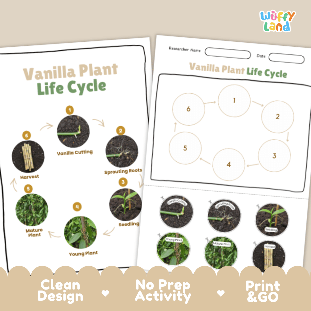 Vanilla Plant Lifecycle Poster and Cut and Paste Activity Worksheets | Plant Science Printables