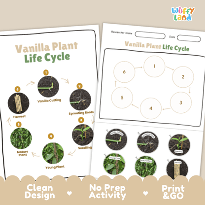 Vanilla Plant Lifecycle Poster and Cut and Paste Activity Worksheets | Plant Science Printables