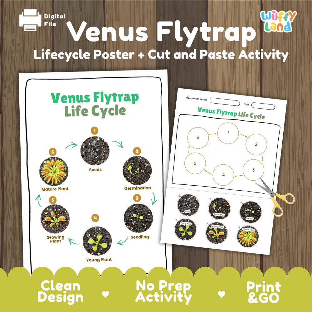 Venus Flytrap Lifecycle Poster and Cut and Paste Activity Worksheets | Plant Science Printables