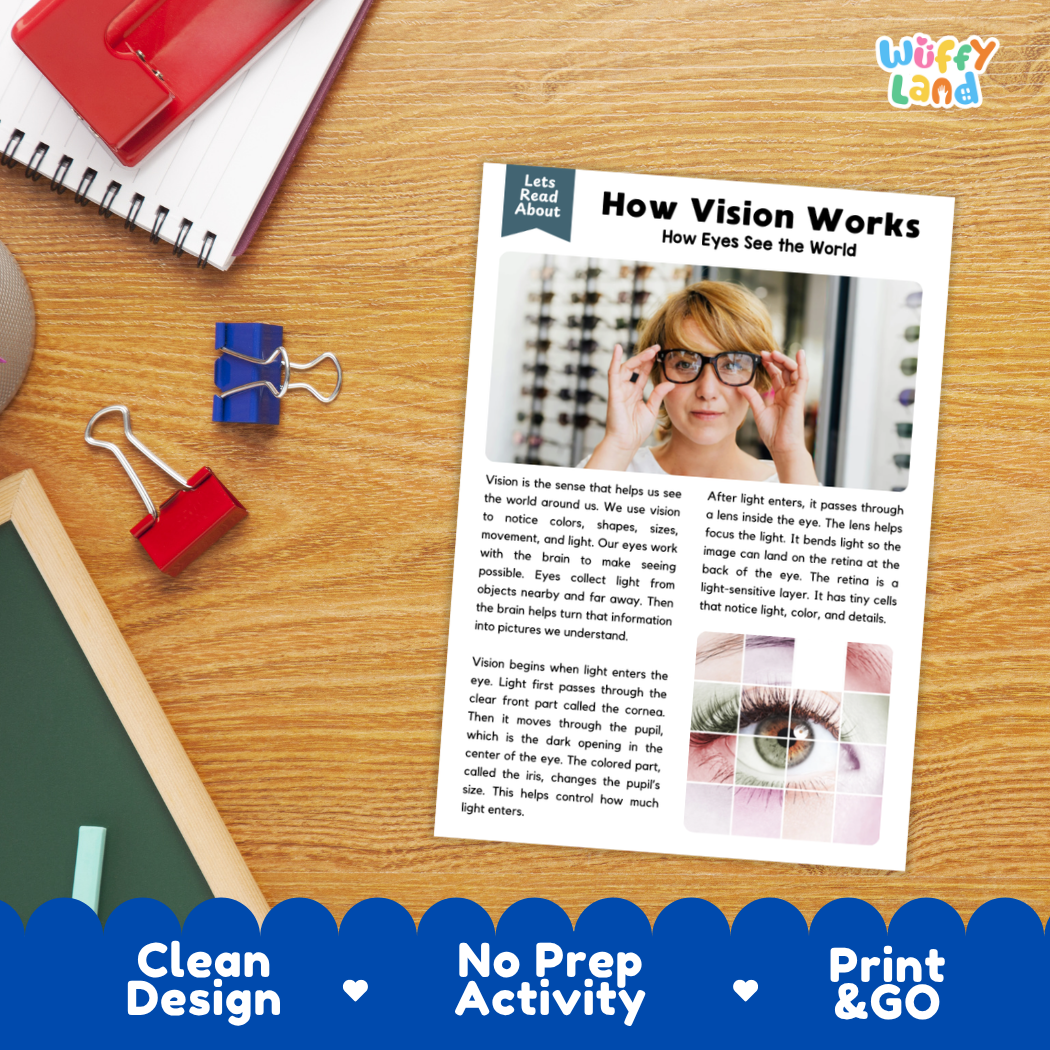 Printable student worksheet with short-answer reading comprehension questions covering vision and human biology