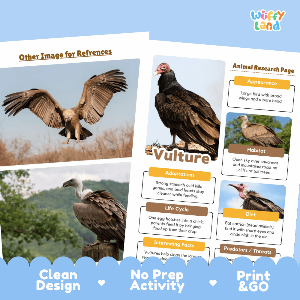 An educational poster or booklet page about vultures from the brand Wuffly Land, featuring a large vulture with its wings spread, smaller vulture photos, and labeled fact boxes about appearance, habitat, adaptations, life cycle, diet, and predators. The page is shown on a light blue background with decorative blue scalloped footer elements and text reading 'Clean Design,' 'No Prep Activity,' and 'Print & GO.