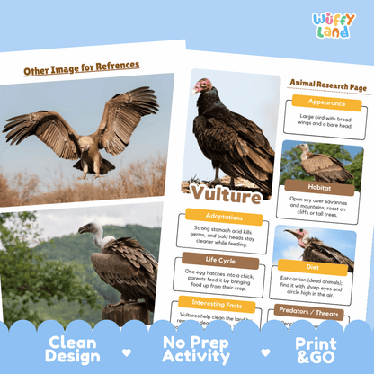 An educational poster or booklet page about vultures from the brand Wuffly Land, featuring a large vulture with its wings spread, smaller vulture photos, and labeled fact boxes about appearance, habitat, adaptations, life cycle, diet, and predators. The page is shown on a light blue background with decorative blue scalloped footer elements and text reading 'Clean Design,' 'No Prep Activity,' and 'Print & GO.