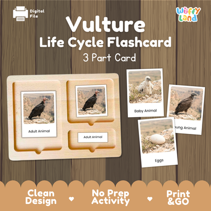 Vulture Life Cycle Flashcard 3 Part Card