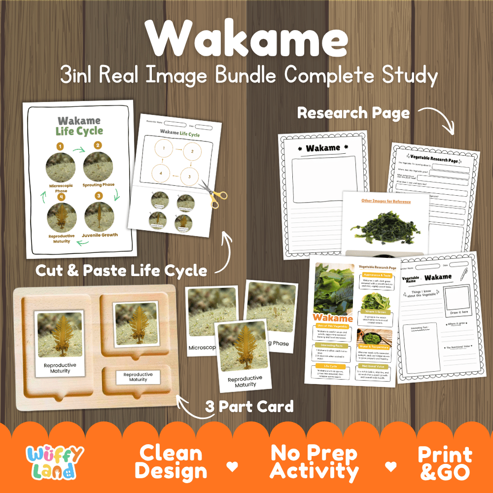 Wakame seaweed 3in1 real image bundle complete study printable featuring life cycle cut and paste worksheets, Montessori 3-part cards, and research pages