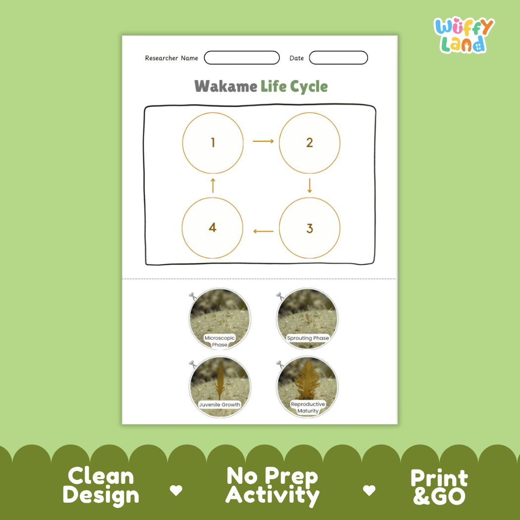 Educational reference poster showing four realistic photo stages of a wakame life cycle including microscopic phase, sprouting phase, juvenile growth, and reproductive maturity