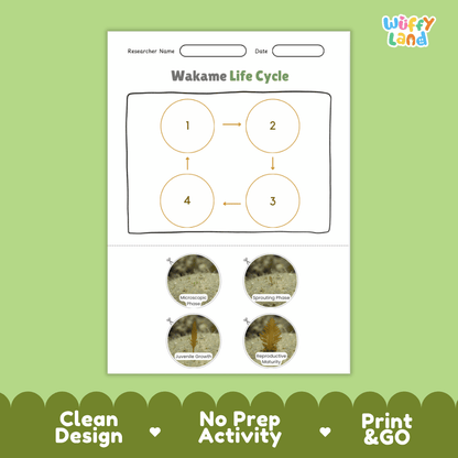 Educational reference poster showing four realistic photo stages of a wakame life cycle including microscopic phase, sprouting phase, juvenile growth, and reproductive maturity