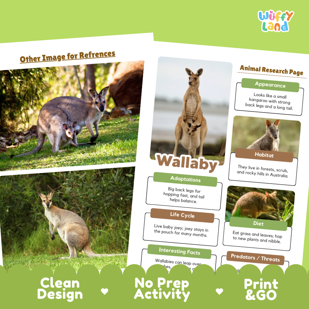 Promotional graphic for an educational wallaby fact sheet or activity card. The design shows a sample animal research page with photos of wallabies, alongside text callouts about appearance, habitat, adaptations, life cycle, diet, and interesting facts.