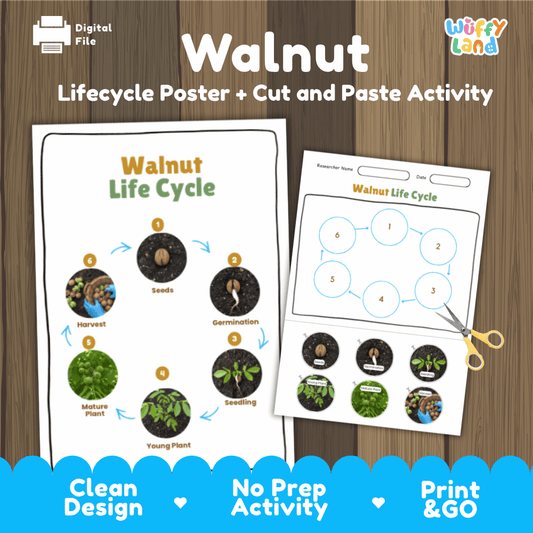 Printable walnut life cycle cut and paste sequencing worksheet with real photography of seeds, germination, seedling, and harvest ✂️🔄