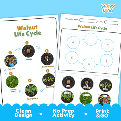 Walnut Lifecycle Poster and Cut and Paste Activity Worksheets | Plant Science Printables