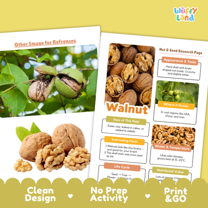 A printed educational poster about walnut facts and uses, shown alongside a reference image page. The poster includes sections on appearance and taste, where it grows, uses of nut oil, interesting facts, water and temperature, life cycle, and nutritional value.