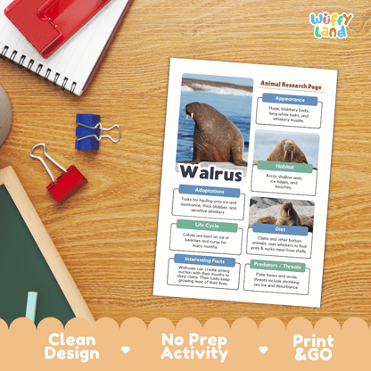 An educational animal research page about walruses printed on a white sheet, placed on a wooden desk with school supplies around it. The page includes a large photo of a walrus and labeled sections about appearance, habitat, diet, life cycle, and interesting facts.