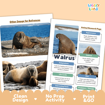 Two printed educational activity sheets about walruses on a peach background. One sheet shows a photo of walruses on a rocky shore, and the other is an animal research page with labels and text boxes.