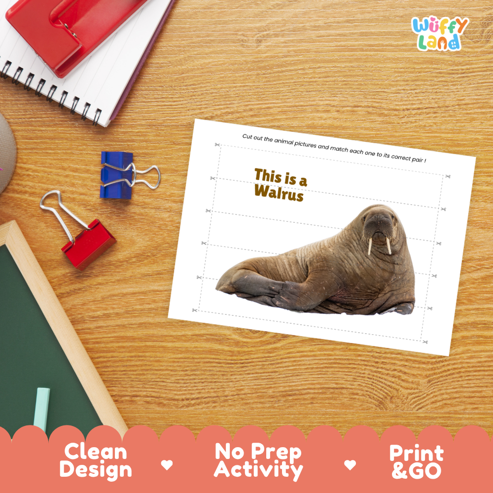 A children's educational activity sheet on a wooden desk background, featuring a walrus photo and the text 'This is a Walrus' with instructions to cut out animal pictures and match them. Surrounding props include a spiral notebook, binder clips, chalkboard edge, and crayon.