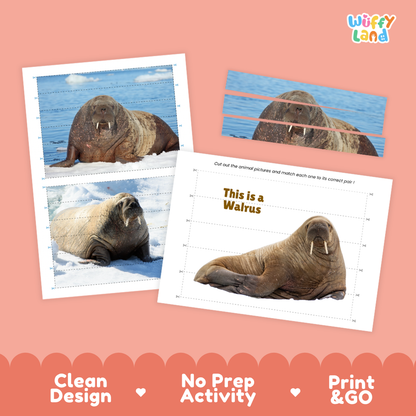 Three printed activity cards featuring walrus photographs on a peach background, with the Wiffy Land logo at top right and marketing text along the bottom: Clean Design, No Prep Activity, Print & Go.