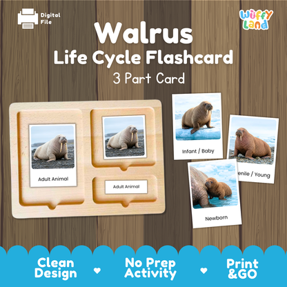 Walrus Life Cycle Flashcard 3 Part Card