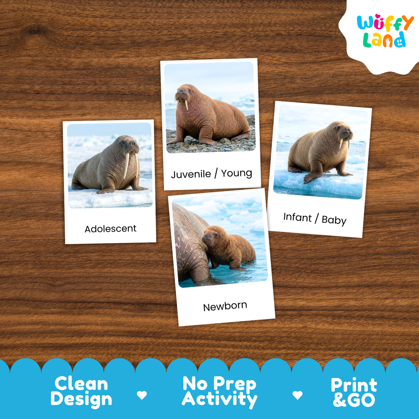 Walrus Life Cycle Flashcard 3 Part Card