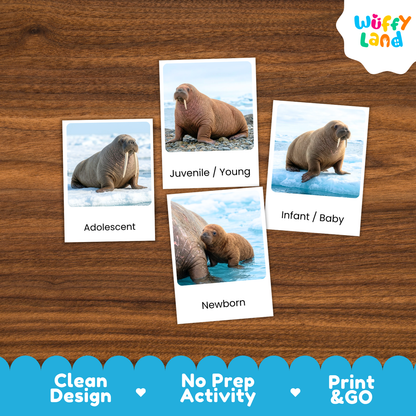 Walrus Life Cycle Flashcard 3 Part Card