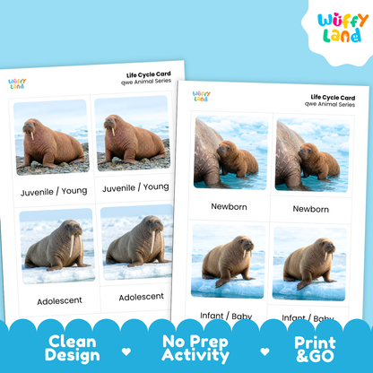 Walrus Life Cycle Flashcard 3 Part Card