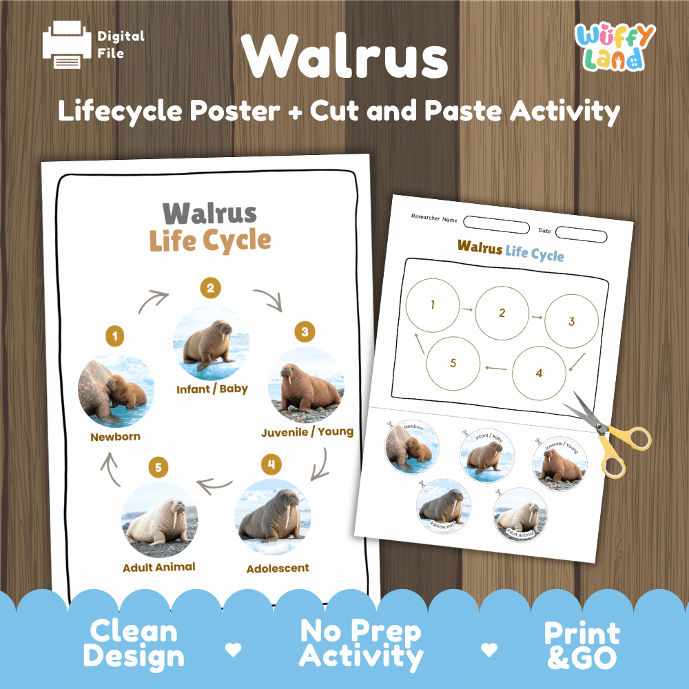 Walrus Life Cycle Poster and Cut and Paste Worksheet Activity