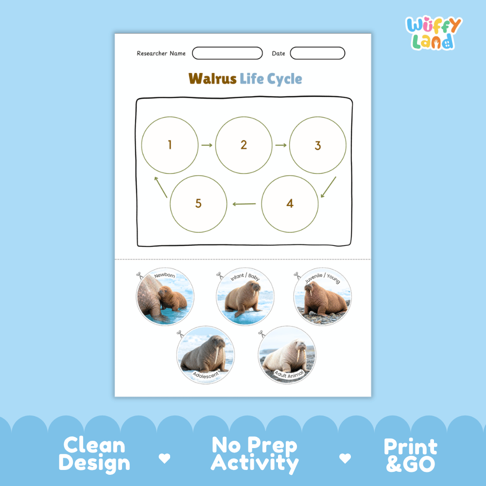 Walrus Life Cycle Poster and Cut and Paste Worksheet Activity