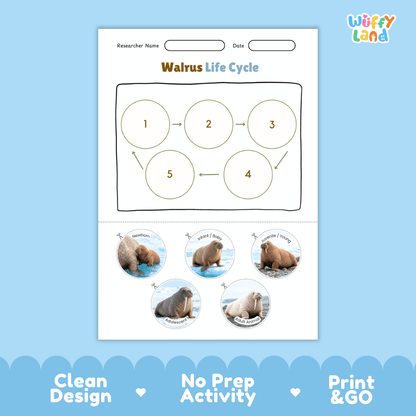 Walrus Life Cycle Poster and Cut and Paste Worksheet Activity