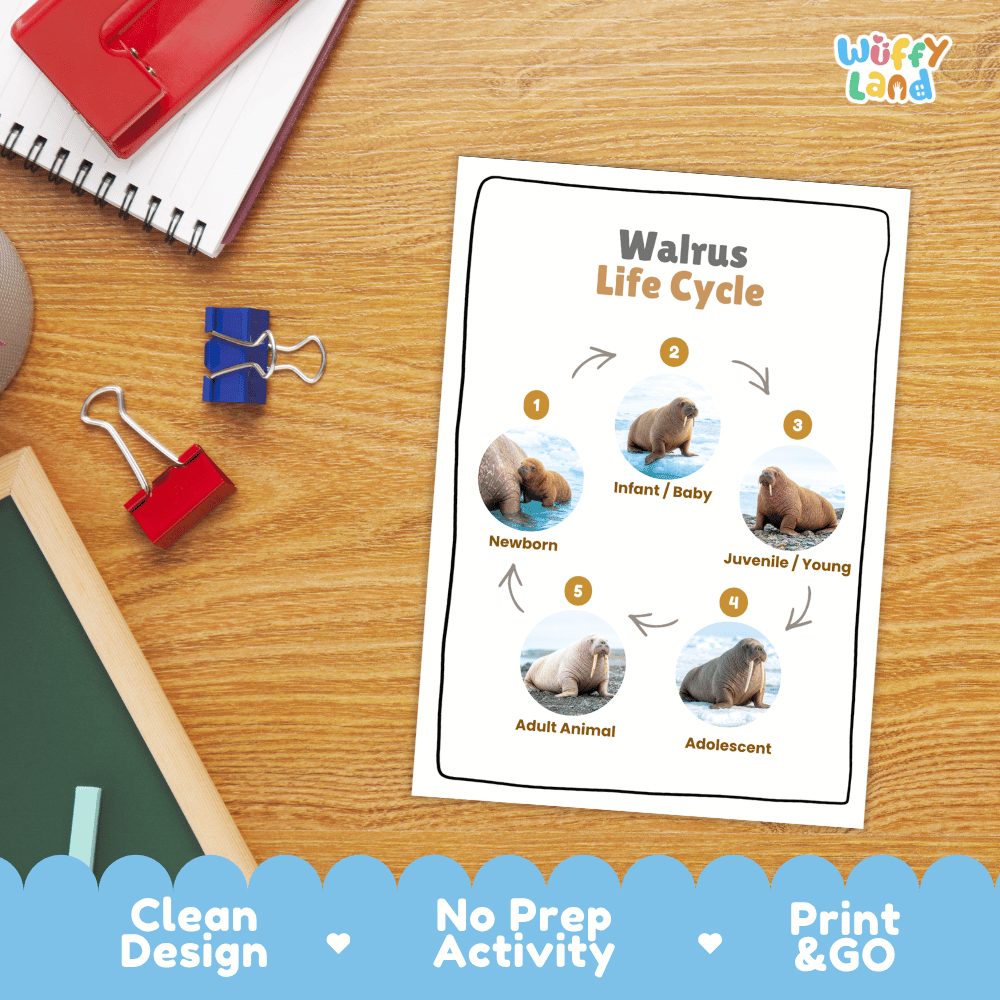 Walrus Life Cycle Poster and Cut and Paste Worksheet Activity