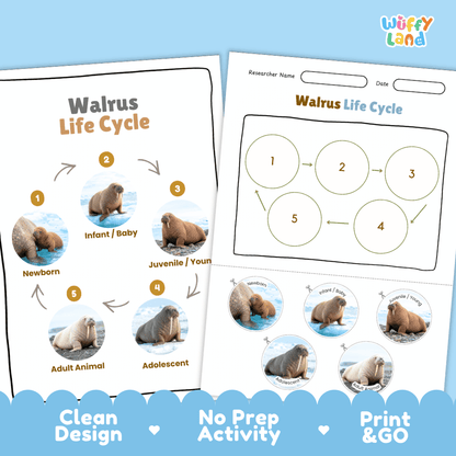 Walrus Life Cycle Poster and Cut and Paste Worksheet Activity