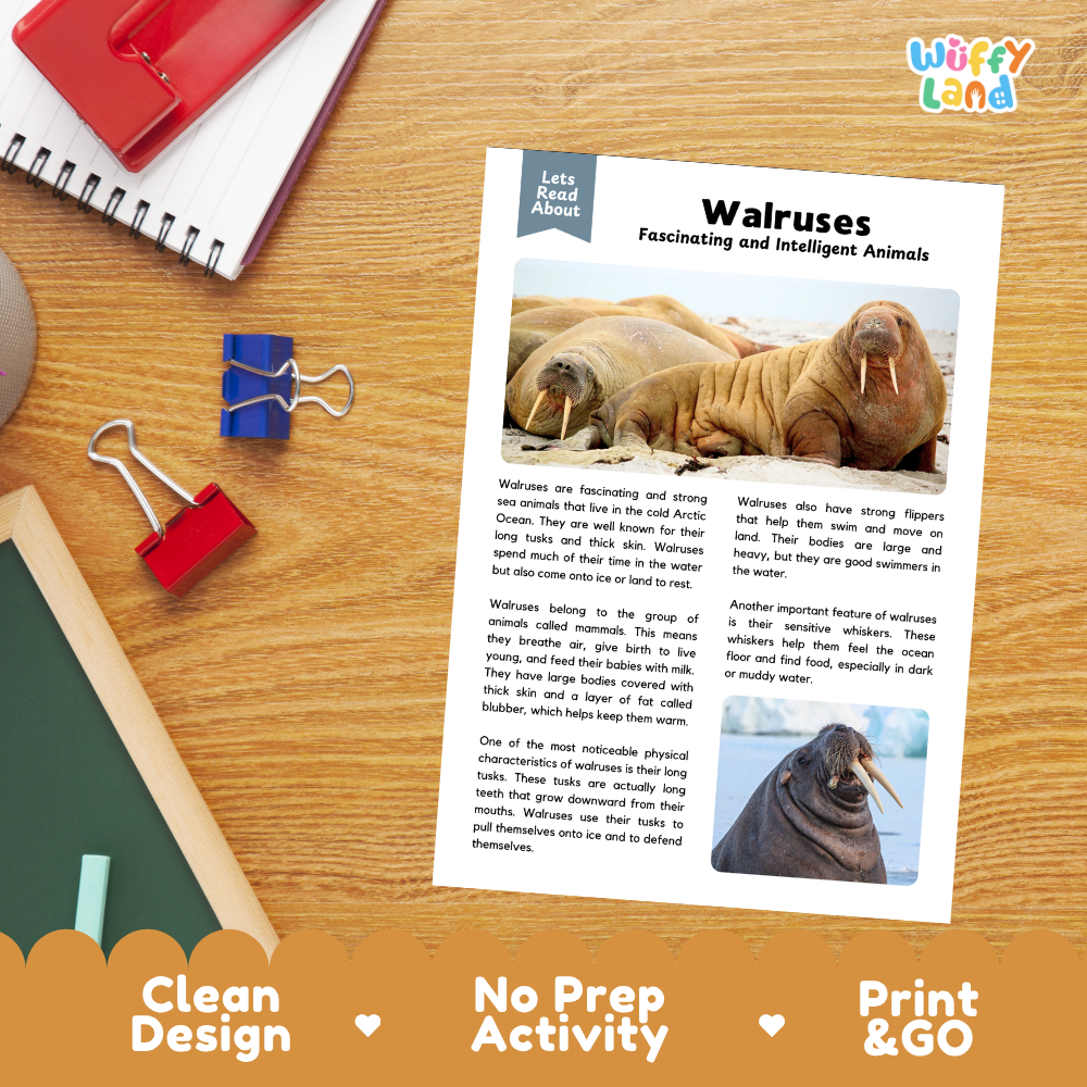 A printed educational worksheet about walruses laid on a wooden desk, with a red notebook, blue binder clips, and a yellow pencil nearby. The sheet has a header reading 'Let's Read About' and the title 'Walruses Fascinating and Intelligent Animals,' plus two small walrus photos and text blocks.