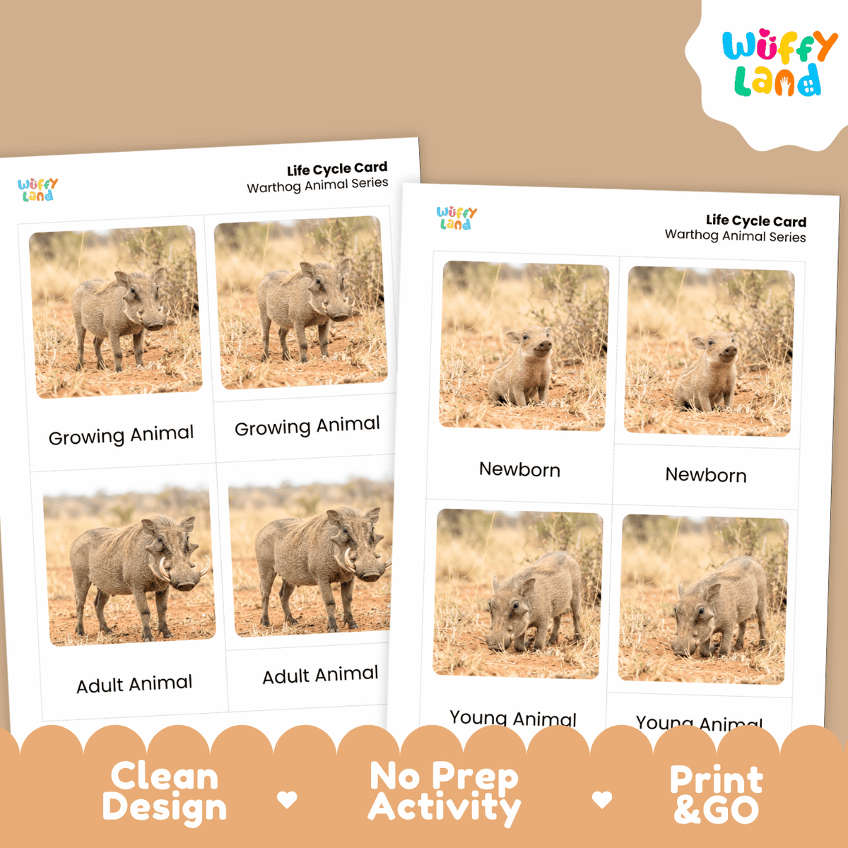 Warthog Life Cycle Flashcards | Montessori 3 Part Cards Mammal Activity