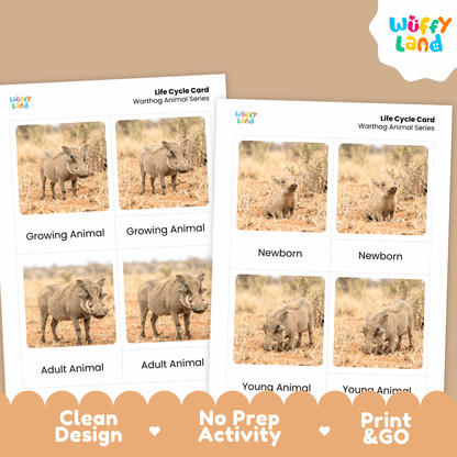 Warthog Life Cycle Flashcards | Montessori 3 Part Cards Mammal Activity