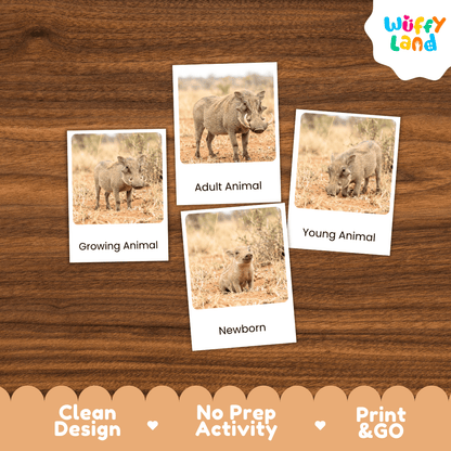 Warthog Life Cycle Flashcards | Montessori 3 Part Cards Mammal Activity