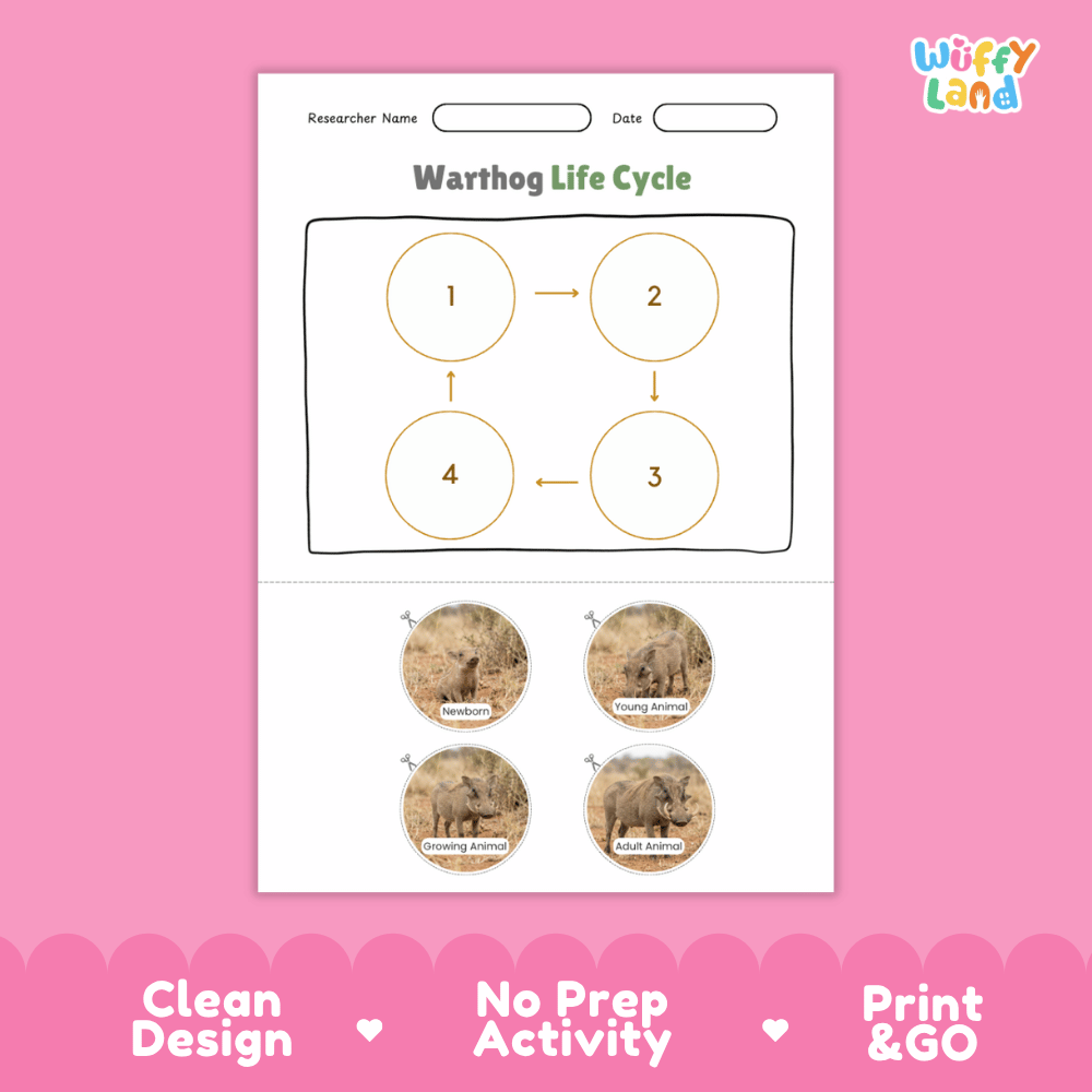 Warthog Life Cycle Poster and Cut and Paste Activity Worksheets