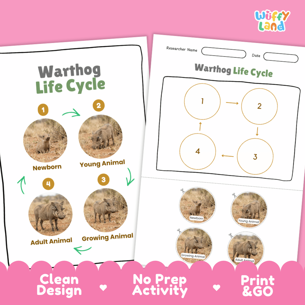 Warthog Life Cycle Poster and Cut and Paste Activity Worksheets