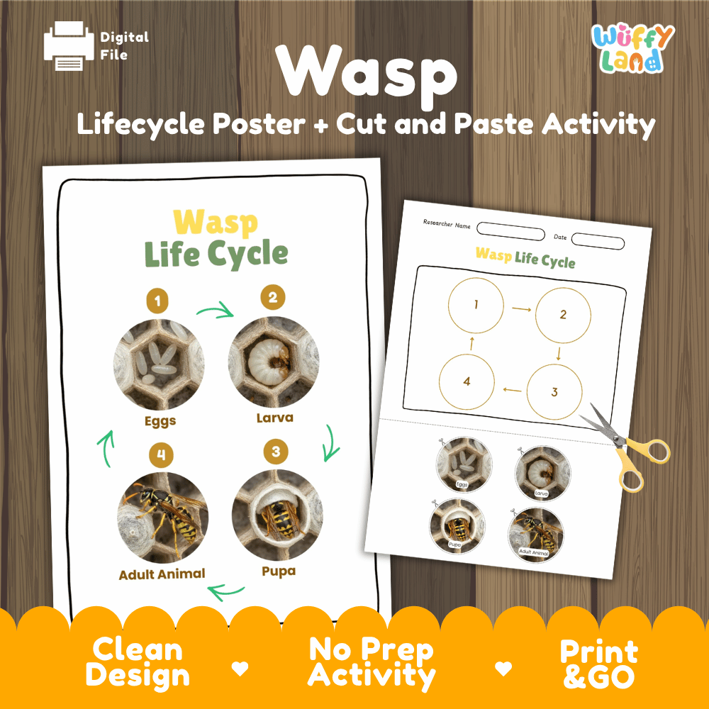 Wasp Lifecycle Poster and Cut and Paste Activity Worksheets | Animal Science Printables