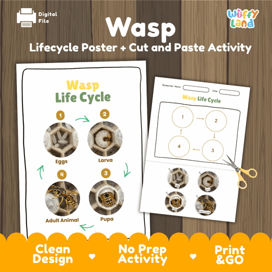 Paper wasp life cycle sequencing reference chart and cut and paste student worksheet with 4 developmental stages
