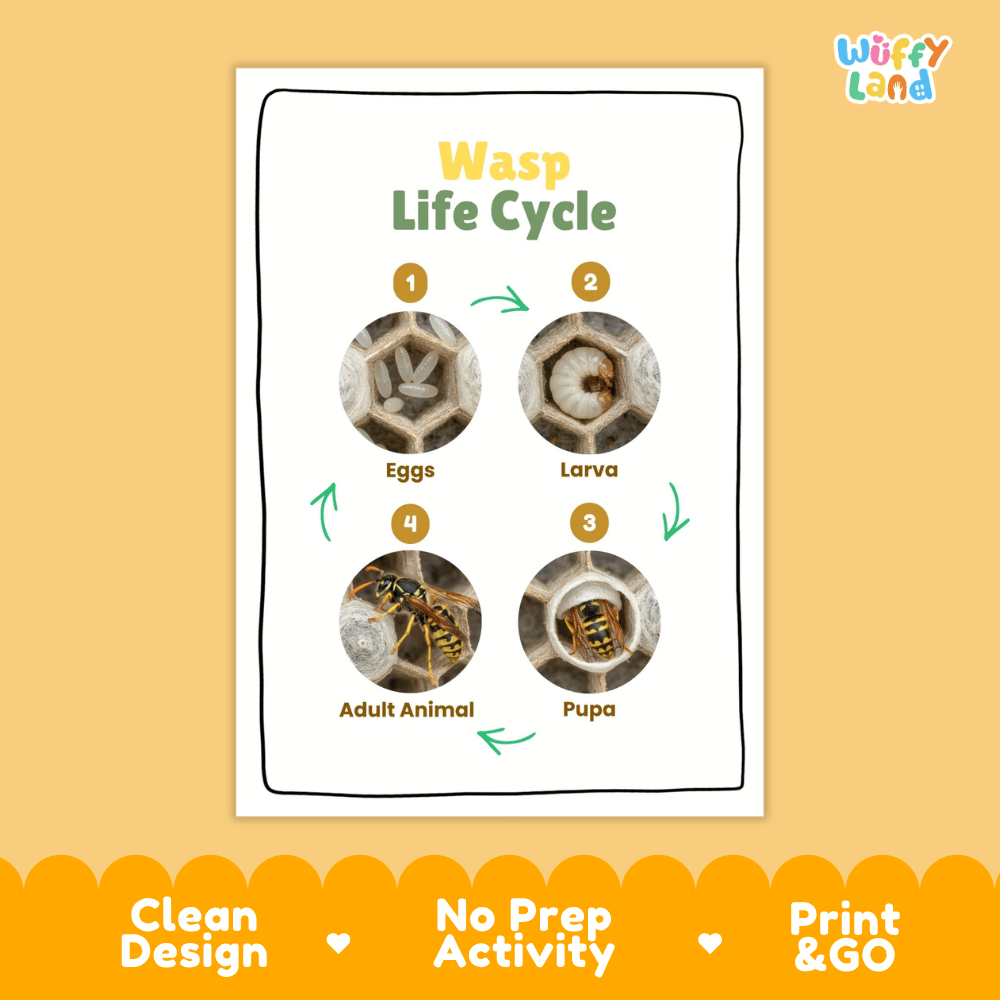 Wasp Lifecycle Poster and Cut and Paste Activity Worksheets | Animal Science Printables