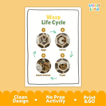 Wasp Lifecycle Poster and Cut and Paste Activity Worksheets | Animal Science Printables