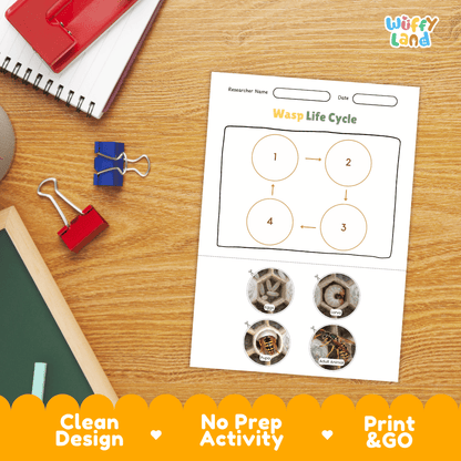 Wasp Lifecycle Poster and Cut and Paste Activity Worksheets | Animal Science Printables