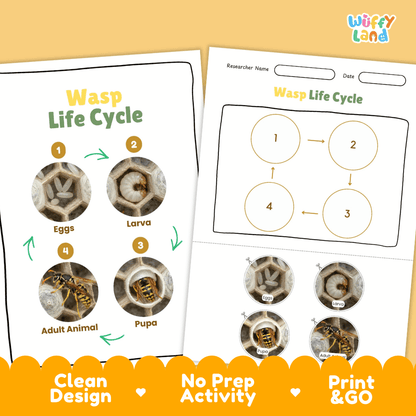 Wasp Lifecycle Poster and Cut and Paste Activity Worksheets | Animal Science Printables