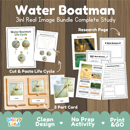 Water boatman 3-in-1 real image bundle complete study cover showing cut and paste life cycle, 3 part cards, and research pages