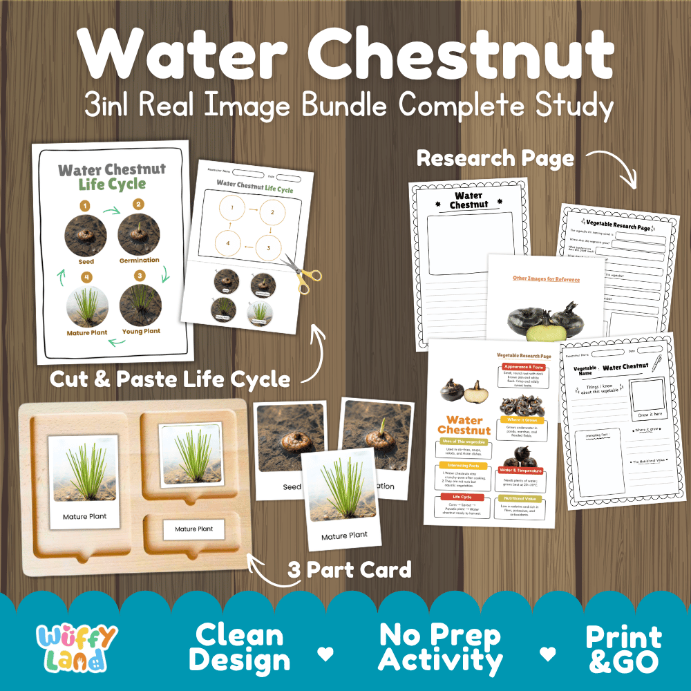 Water chestnut 3in1 real image bundle complete study printable featuring life cycle cut and paste worksheets, Montessori 3-part cards, and research pages