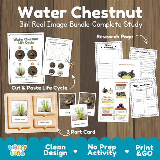 Water chestnut 3in1 real image bundle complete study printable featuring life cycle cut and paste worksheets, Montessori 3-part cards, and research pages