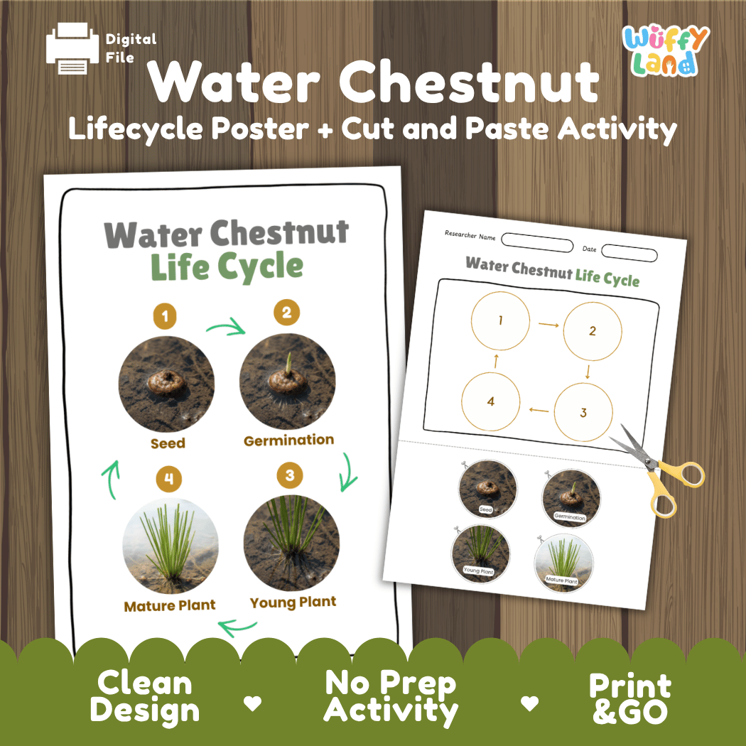 Water chestnut aquatic plant life cycle educational printable pack cover showing visual reference poster and cut and paste sequencing worksheet with real photography