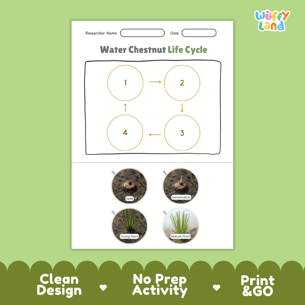 Educational reference poster showing four realistic photo stages of a water chestnut life cycle including seed, germination, young plant, and mature plant