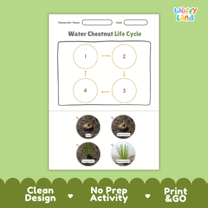 Educational reference poster showing four realistic photo stages of a water chestnut life cycle including seed, germination, young plant, and mature plant