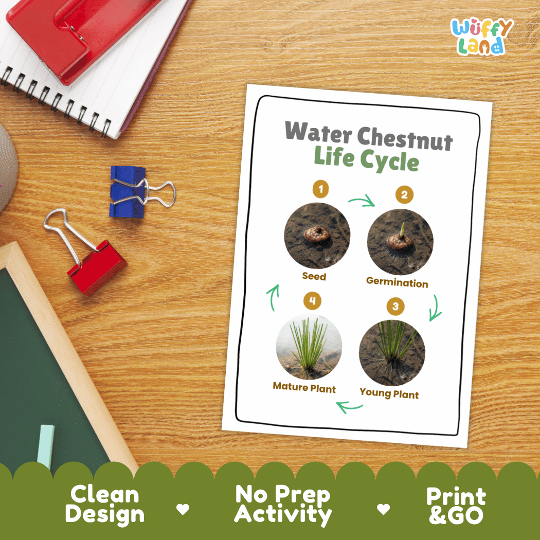 Hands-on cut and paste science worksheet for students to cut real photo tokens and sequence water chestnut growth stages onto numbered circles