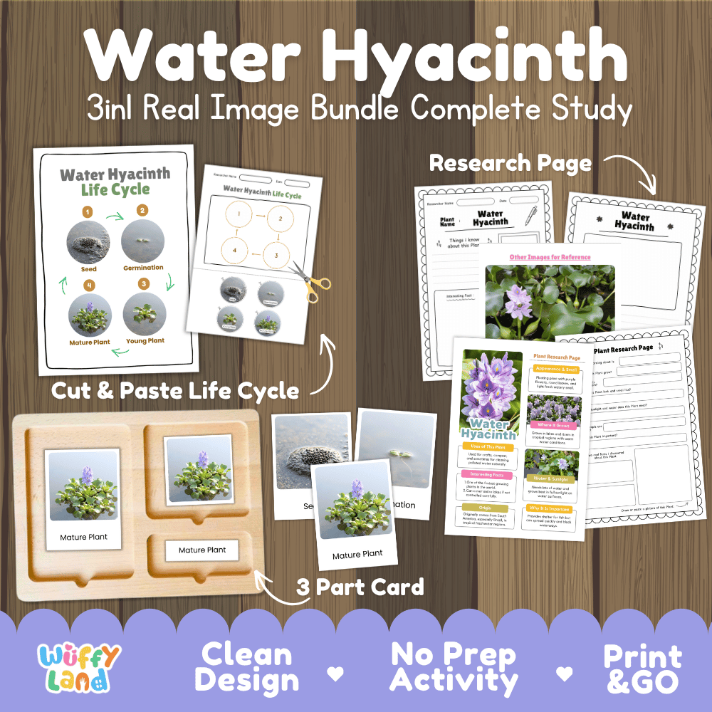 Water hyacinth plant 3in1 real image bundle complete study printable featuring life cycle cut and paste worksheets, Montessori 3-part cards, and research pages