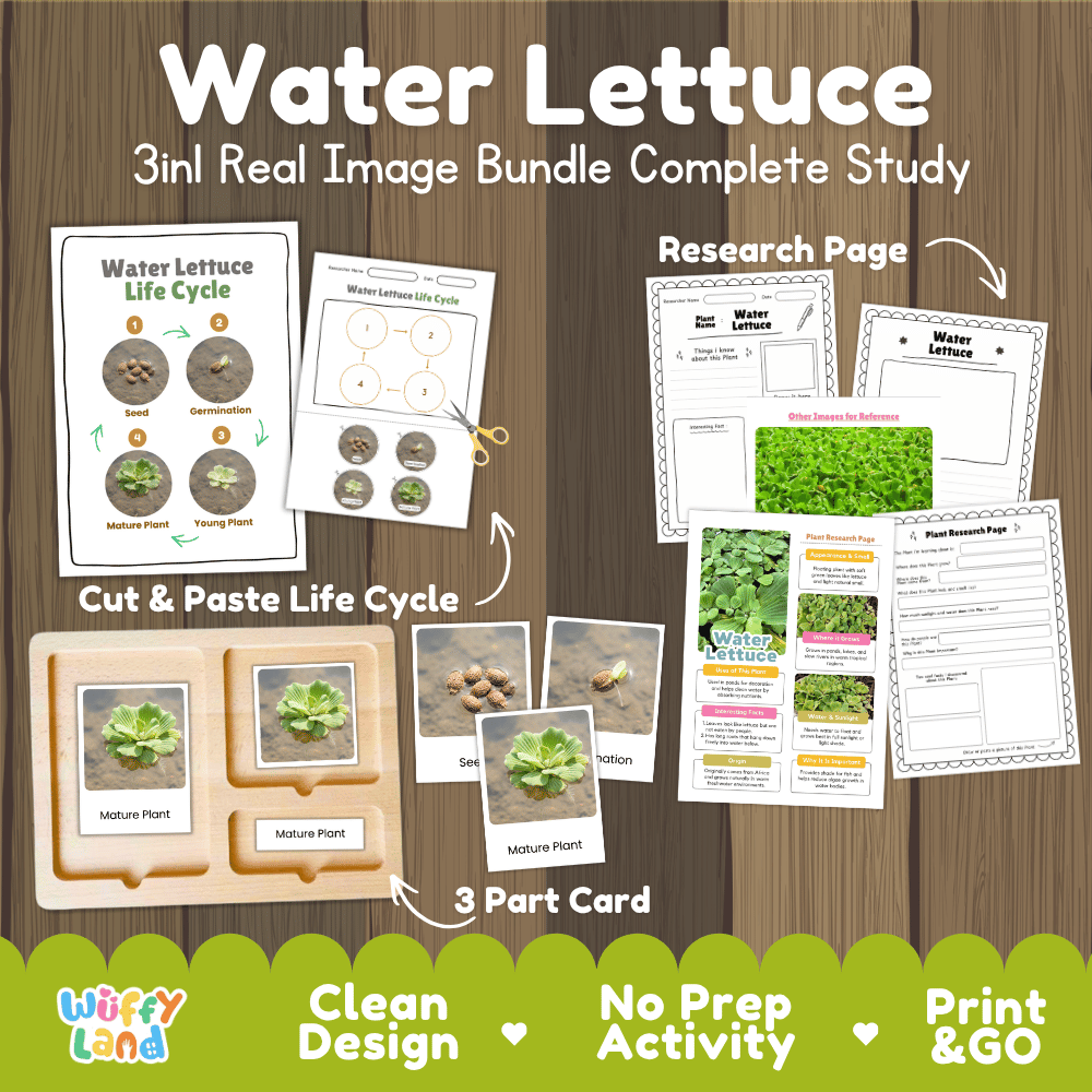 Water lettuce plant 3in1 real image bundle complete study printable featuring life cycle cut and paste worksheets, Montessori 3-part cards, and research pages