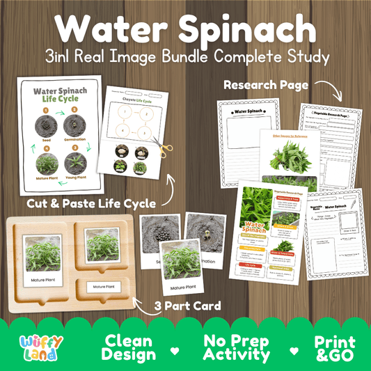 Water spinach 3in1 real image bundle complete study printable featuring life cycle cut and paste worksheets, Montessori 3-part cards, and research pages